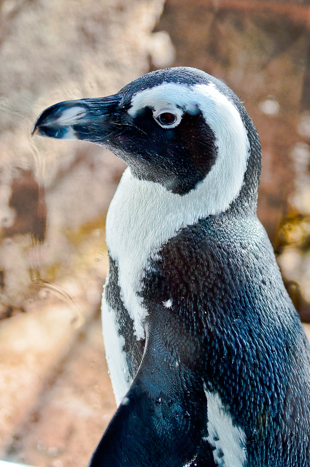Penguin, Kyoto Aquarium