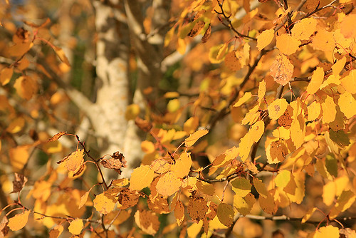 autumn light favorite inspiration color tree slr art fall nature colors beautiful beauty leaves yellow composition digital forest canon season landscape photography eos evening photo leaf october scenery afternoon view image sweden great scenic picture sunny best foliage photograph scenary views frame imagination sverige dslr capture province västerås eveninglight 550d timlindstedt