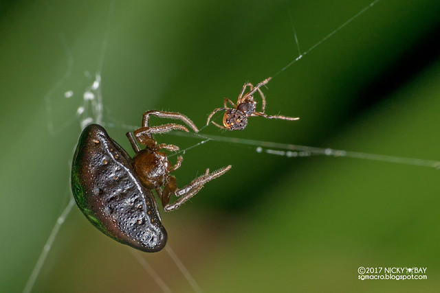 Orb weaver spider (Cyrtarachne sp.) - DSC_9128