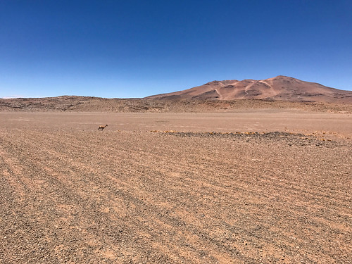 losflamencosnationalreserve reservanacionallosflamencos atacama chile sanpedrodeatacama regióndeantofagasta x vicuña