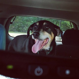 Tut got his wish today... copilot! #happydog #carride #coonhoundmix #seniordogsofinstagram #rescuedogsofinstagram #instadog #rearviewmirrorshot #seniordog #muttstagram #dogstagram #ilovebigmutts #ilovemyseniordog #summerfun #smilingdog #dogsmiles #dogsofi