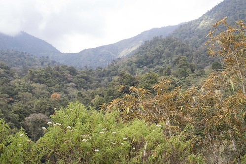 flores forest indonesia views montaneforest gololusang