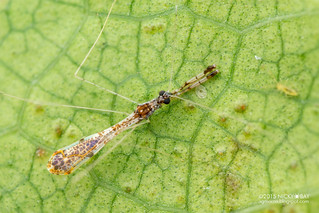 Thread-legged assassin bug (Emesinae) - DSC_0560