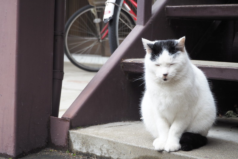 池袋カメラ散歩池袋本町ネコ歩き。階段に佇む黒ブチ