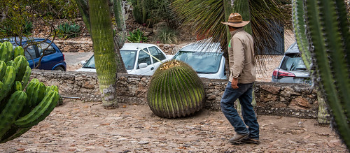 2016 cadereyta cropped mexico nikon nikond750 nikonfx queretaro tedmcgrath tedsphotos tedsphotosmexico vignetting ingenieriomanuelgonzalezdecosioregionalbotanicalgarden regionalbotanicalgarden cadereytaregionalbotanicalgarden regionalbotanicalgardencadereyta ingenieriomanuelgonzalezdecosio cacti barrelcacti cactus people peopleandpaths hat cowboyhat denim denimjeans pathway echinocactusgrusonii cars vehicles male man