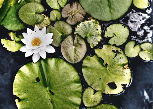 flower d50 ilovenature pond nikon farm lilypad dri hdr photomatix 1xp tophdr harpersfirstbirthday