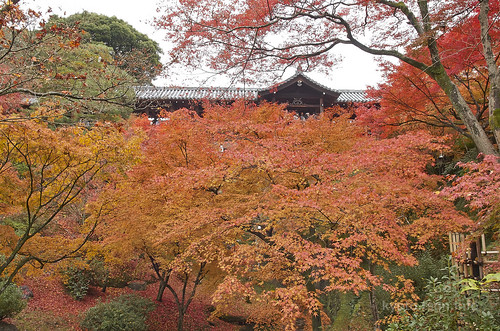 【写真】2014 紅葉 : 東福寺/2019-10-18/IMGP7533