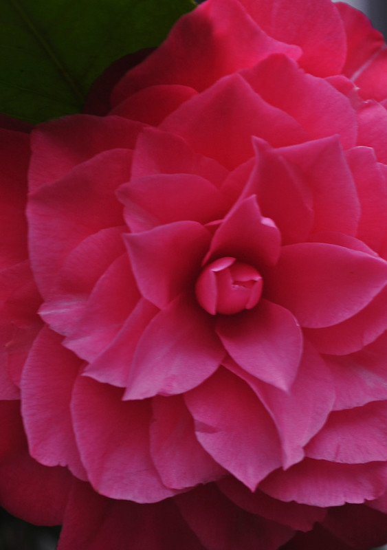 Camellia japonica 'Les Marbury'