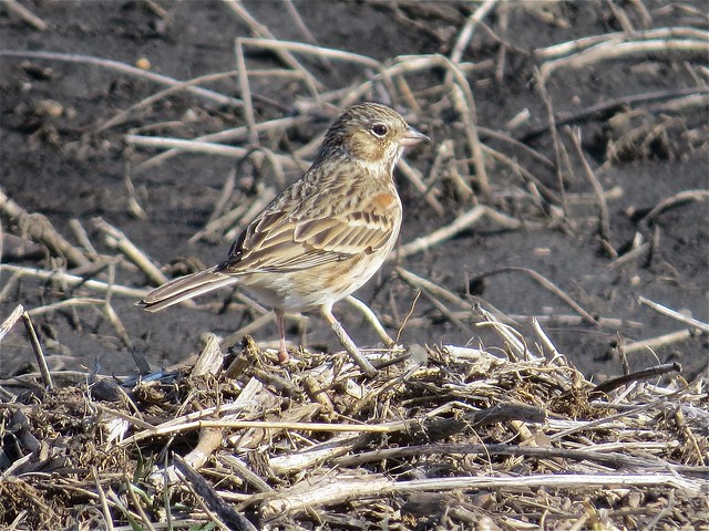 Vesper Sparrow in Livingston County, IL 01