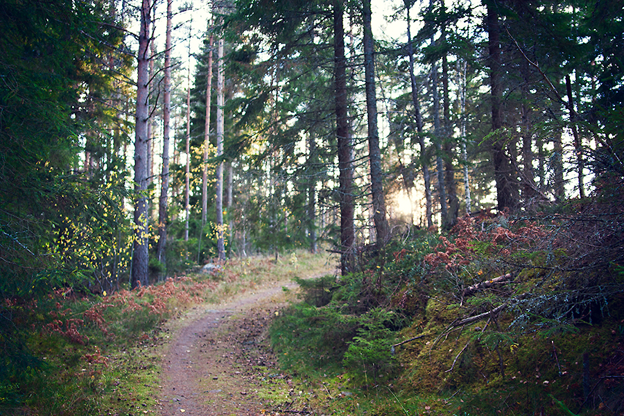 Mullsjö skogen