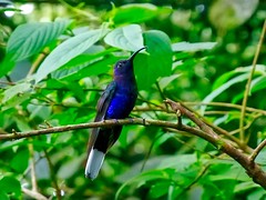 Monteverde Hummingbird Gallery