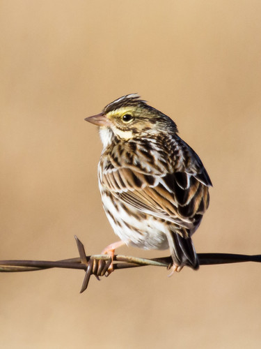 birds savannahsparrow sparrows vinita oklahoma unitedstates