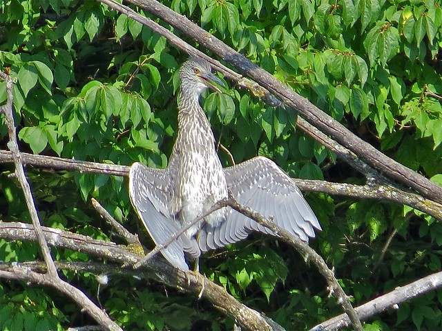 Yellow-crowned Night-Heron at Kaufman Park in Champaign, IL 10