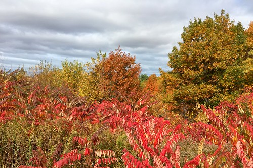 autumn fall wisconsin fallcolor