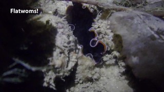 Dawn flatworm (Pseudobiceros uniarborensis) and Spotted black flatworm (Acanthozoon sp.)