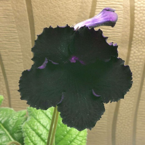 黑紫花36