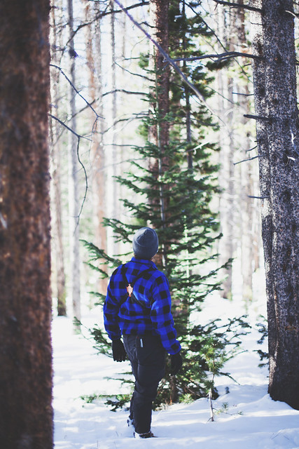 tree hunt // the little red house blog