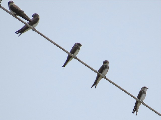 Bank Swallow on Central Bend Rd in Alexander County, IL 05