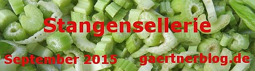 Garten-Koch-Event September 2015: Stangensellerie [30.09.2015]