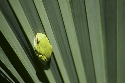 us corpuschristi tx frog hylacinerea