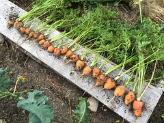 fall harvest oxheart carrots IMG_3479