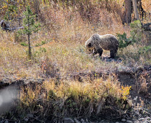 bear mammal wyoming grizzly 300mm28 shoshonenf nikond4s