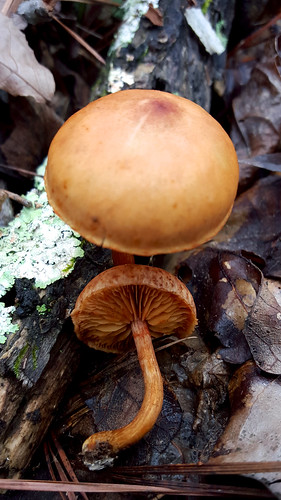 orange mushroom small fungus fruitingbody gymnopilus strophariaceae