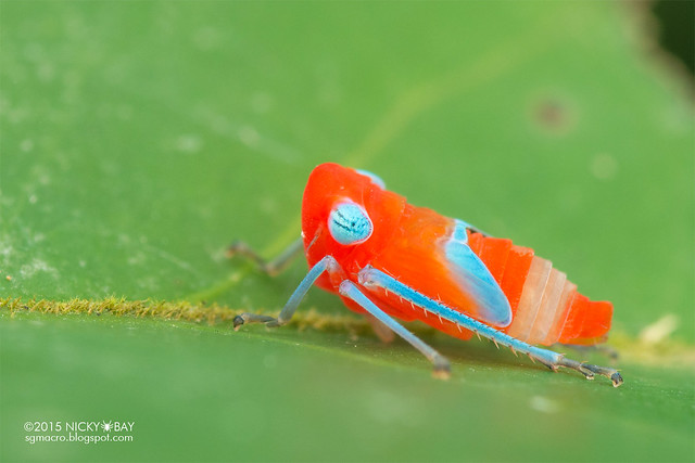 Leafhopper nymph (Cicadellidae) - DSC_2872