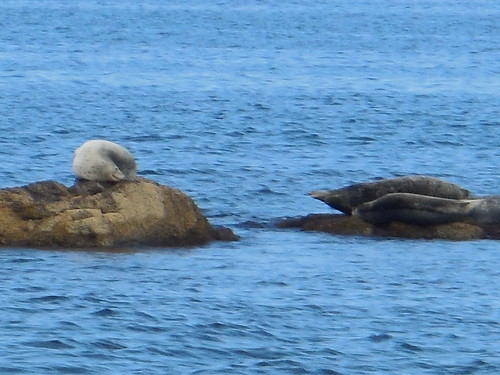 rebun-island-kanedano-cape-seal