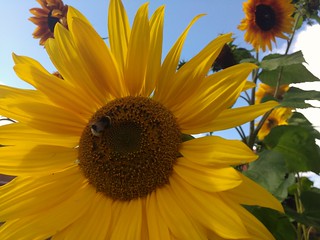 Sunflower symbool MH17