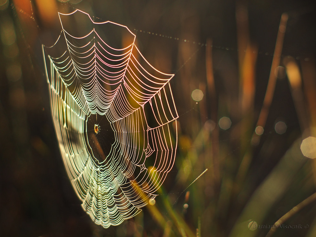 Morning spider web_4_c