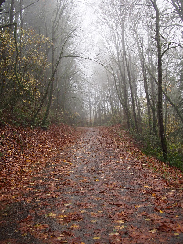 Foggy Snoqualmie Valley Trail