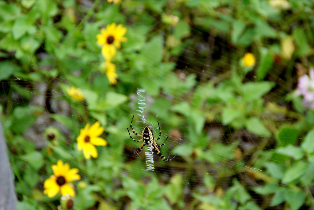 Spider's web
