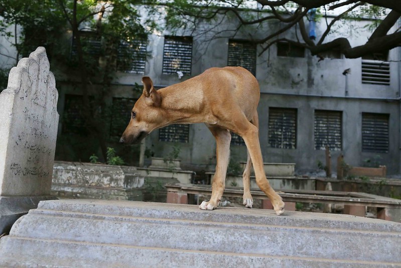 Photo Essay - The Brown Dog On a Stone Tomb, Mehrauli