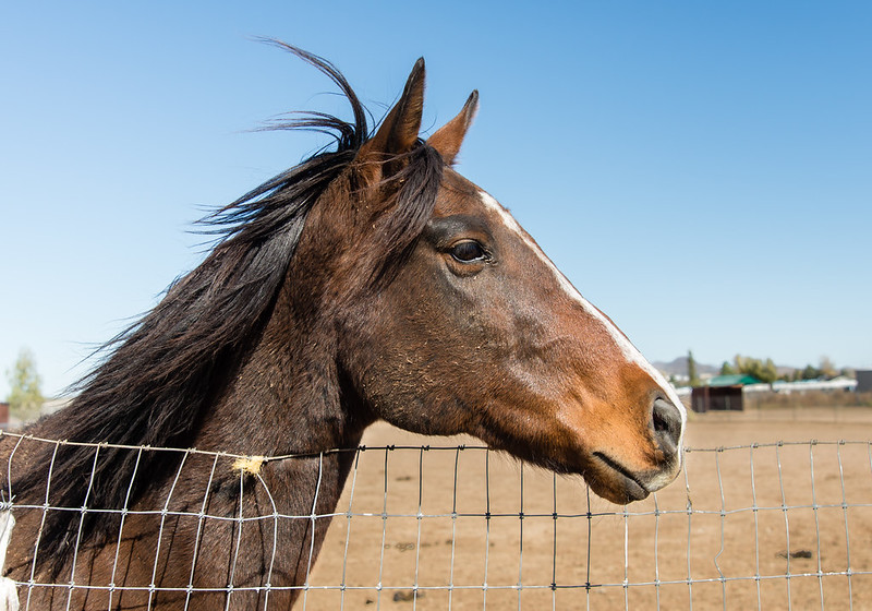 Horse Portrait Profile