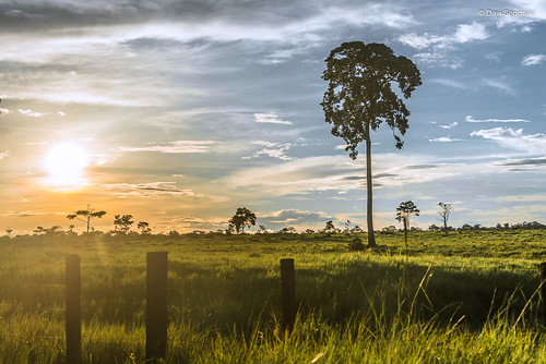 sunset sky sun tree sol field amazon pôrdosol campo árvore amazônia