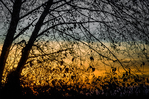 landscape lakequinault olympicnationalpark sunset alder trinterphotos richtrinter fineart abstract naturalpattern winter