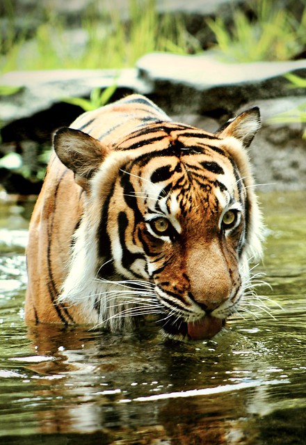 R_1kST1NzORjnNNel~Panthera_tigris_jacksoni