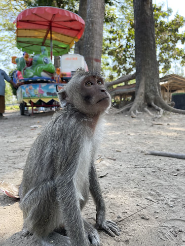 Curious monkey in Indonesia