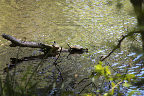 Turtles in Westhampton Lake