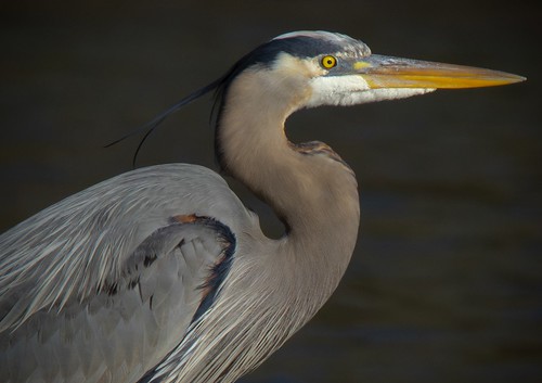Great Blue Heron on James River