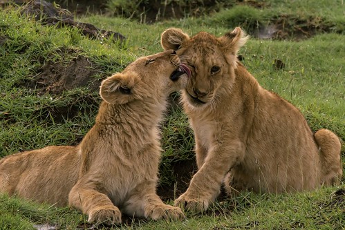 Lion cubs in Tanzania
