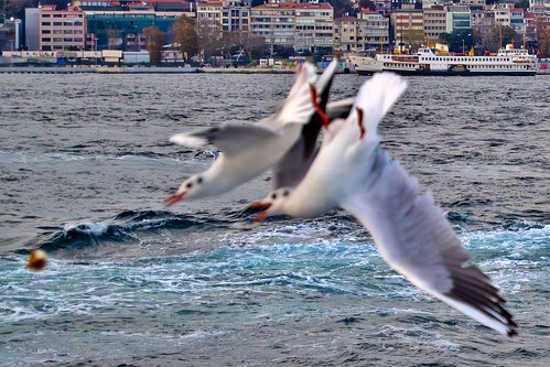 Seagulls battle
