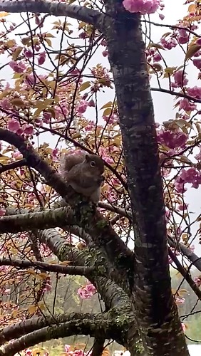 Squirrel in blooming tree