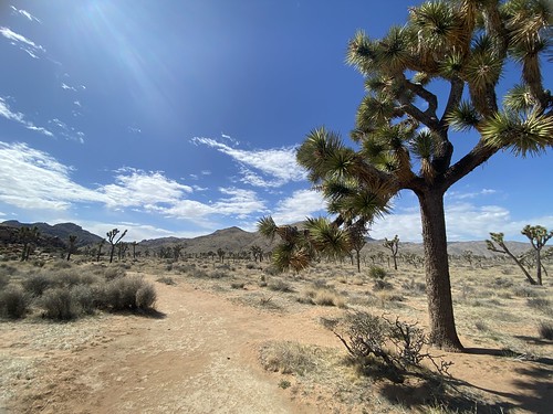 Joshua Trees in natural park
