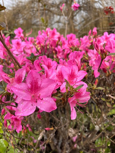 Azaleas