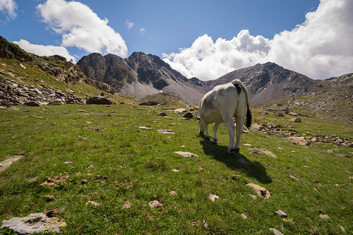 mountain ass montagne landscape cow pic paysage vache pyrénées puig carlit sonyslta58 samyang10mmf28