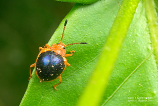 Handsome fungus beetle (Corynomalus sp.) - DSC_2848
