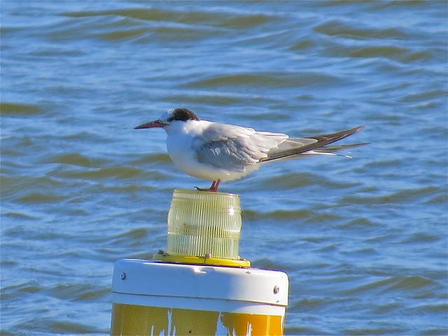 Common Tern at Lake Bloomington in McLean County, IL 15