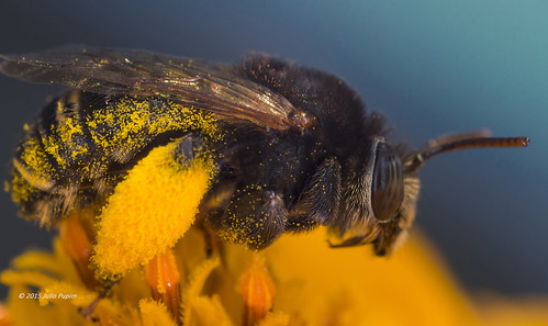 sun brasil bees polinização asteracea simbiose orgânico macrofrotografia juliopupim abelhasolitaria